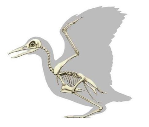 2.3亿年前的鸟,身体结构与现代鸟类完全相反