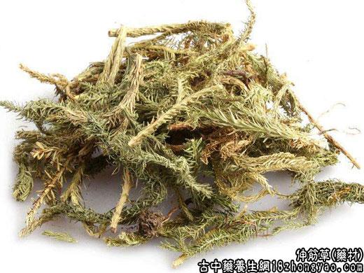 伸筋草图片_伸筋草的功效与作用