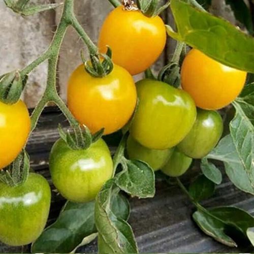 徐坨果蔬 新鲜黄金小柿子 东北小柿子 味道鲜美 小柿子批发.