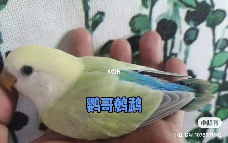 苹果绿白面金顶澳桂雏鸟#牡丹鹦鹉_鹦鹉_牡丹_牡丹鹦鹉_宠物_宠物其他