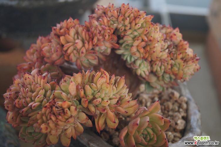拉霍亚缀化,2018.04/12 多肉植物