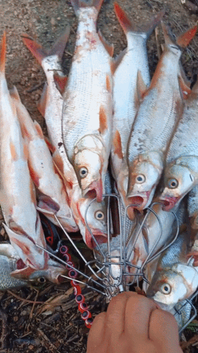 河南一水库红尾鱼大爆发有人2小时钓了近30条网友们怒了