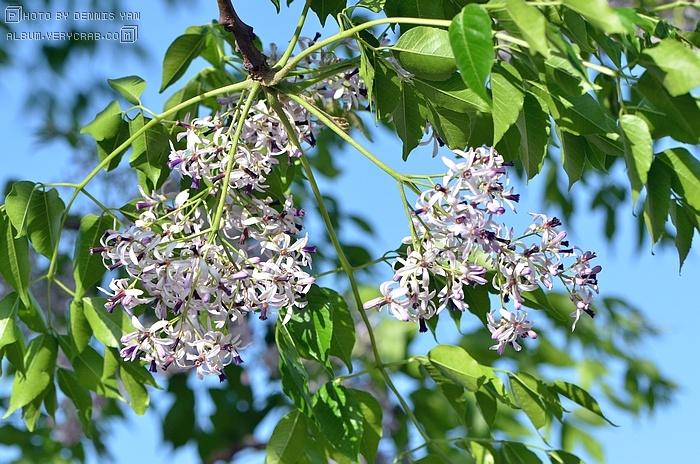 楝 / 苦楝 melia azedarach 花