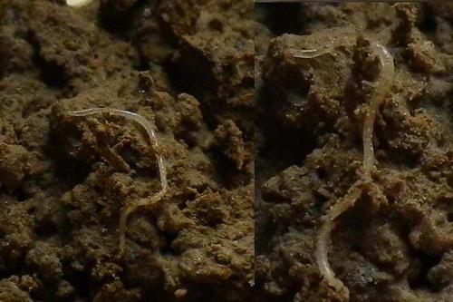 在家里花盆发现的,这个是小蚯蚓么?