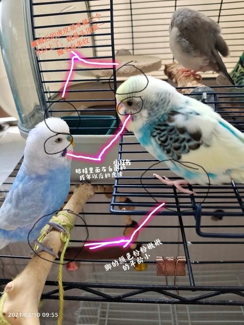 怎么分辨小虎皮鹦鹉的公母以及年龄_条纹_虎皮鹦鹉_宠物_宠物其他