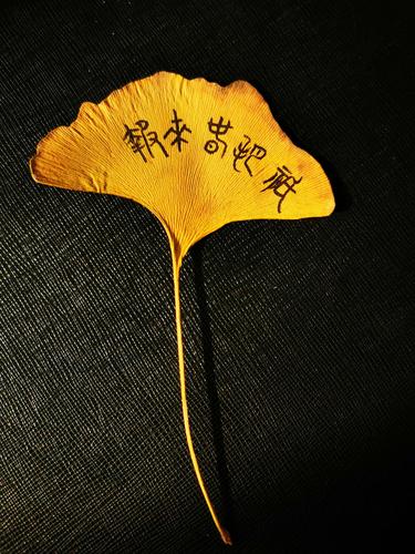 银杏叶上字