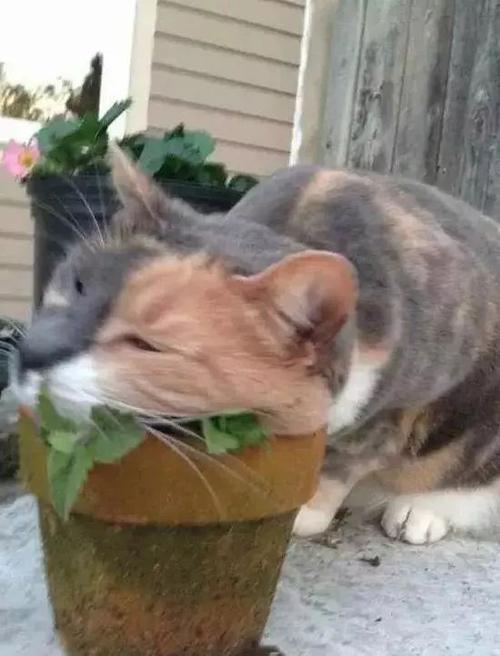 喵星人吸了猫薄荷后,已经是只废喵了!