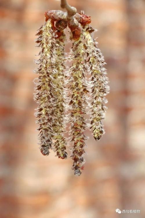 毛白杨3月中旬开花,雌雄异株,柔荑花序,雄花序长,雌花序短,雄花先开