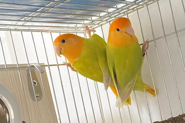 面类牡丹鹦鹉的所有品种,附图对比,看完不再迷茫