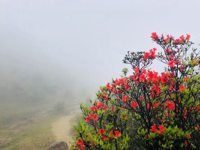 天露山杜鹃花海