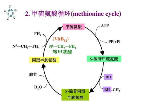 82                三,含硫氨基酸的代谢含硫氨基酸半胱氨酸