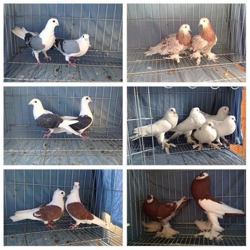 惠州元宝鸽价格