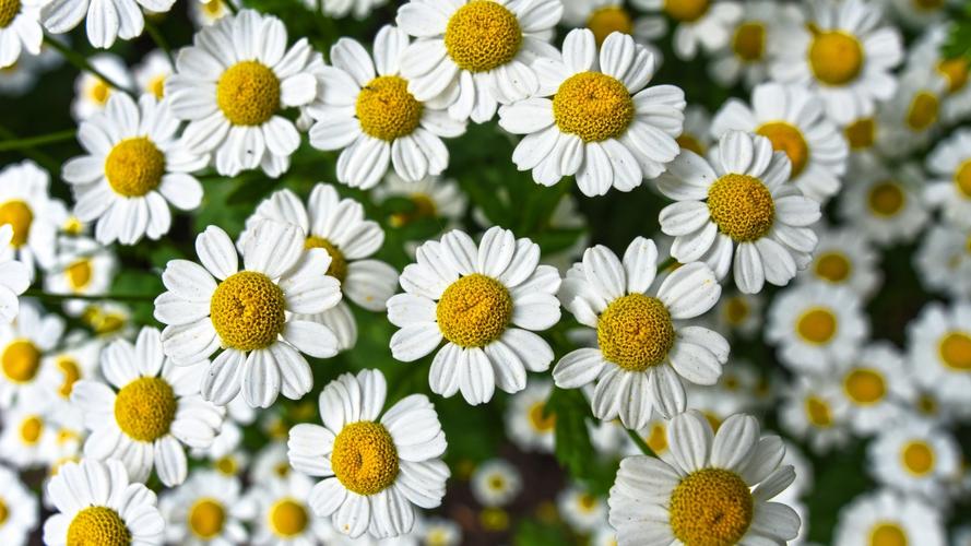 高清洋甘菊图片112