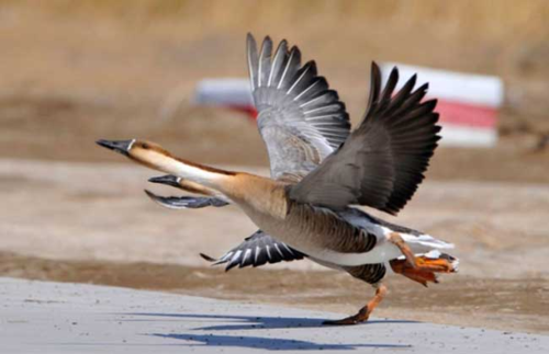 以14首菩萨蛮为例说说温庭筠的禽鸟情结