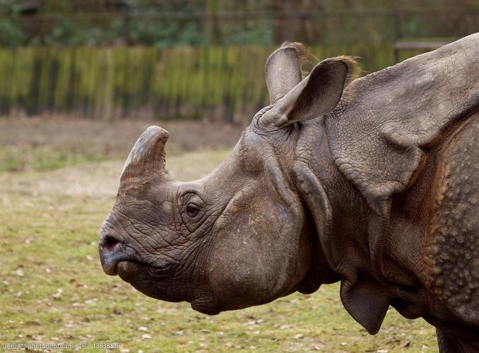 犀牛高清大图 犀牛 独角犀牛 黑犀牛 犀角 凶猛 草原 非洲 亚洲 哺乳