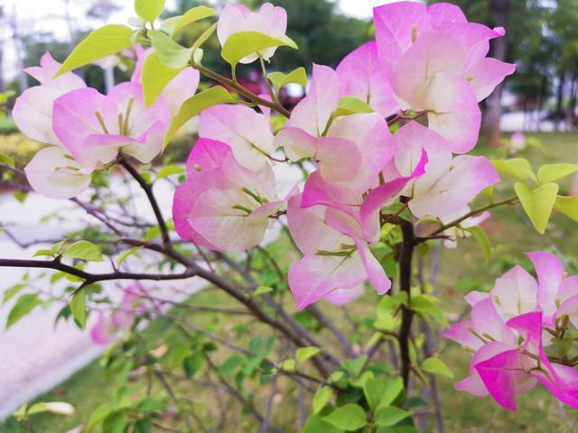 难得一见的粉色三角梅