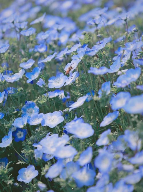 喜林草虞美人最美蓝色四月天