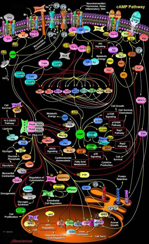 细胞信号通路详解之camp信号通路