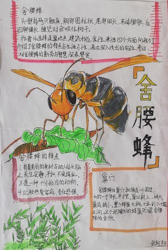 舍腰蜂——八年级11班张轲翔作品