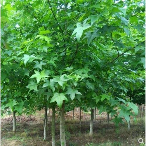 五角枫苗元宝枫树苗园林绿花苗木庭院植物景观植物五角枫树苗