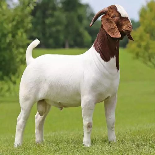 纯种波尔山羊大耳朵怀孕母羊小羊羔活体种公羊崽成年活羊养殖技术