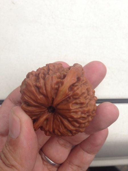 我的核桃算黄边吗?