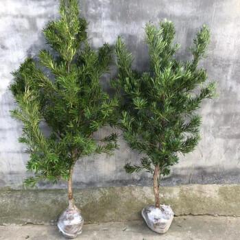 溢睬莲雀舌小叶罗汉松树苗盆景树小苗造型盆景素材盆栽四季常青罗汉松