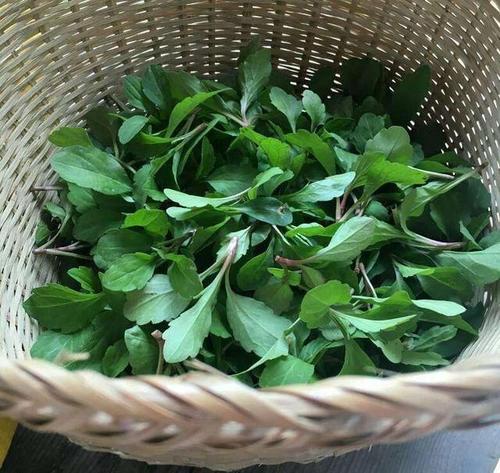 农村最受欢迎的野菜你吃过几种