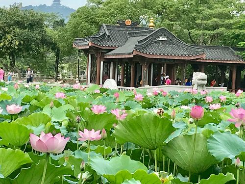 丰渚园赏荷花(18.6.