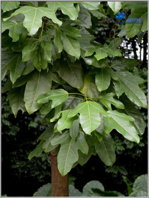 槭叶酒瓶树 brachychiton acerifolius