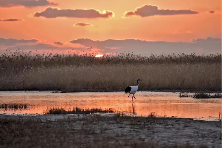 江苏一滨海湿地走红,成功入选世界遗产,或成盐城旅游"新名片"