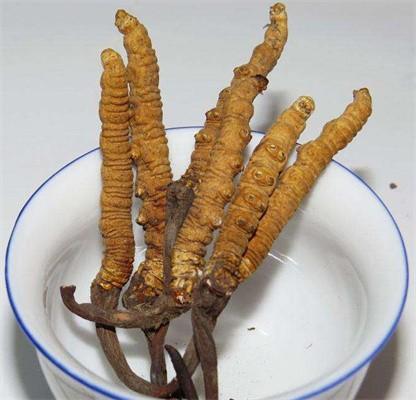 城区虫草回收价格上门回收冬虫夏草多少钱一克一斤