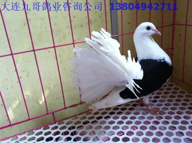 黑马甲凤尾观赏鸽--大连观赏鸽