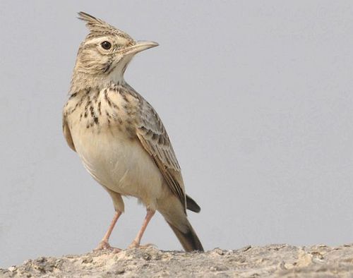 凤头百灵印度亚种