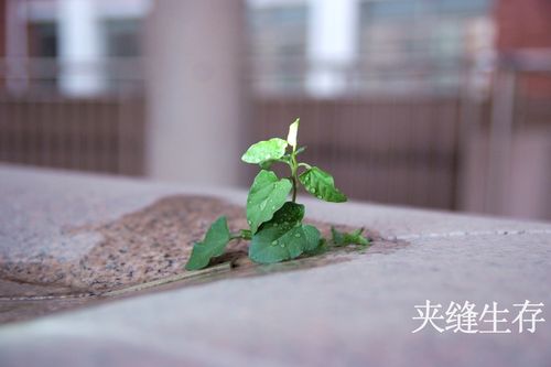 标题:夹缝中的野草