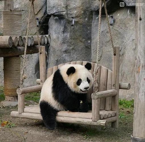 雪宝:可给我厉害坏了,叉会儿腰