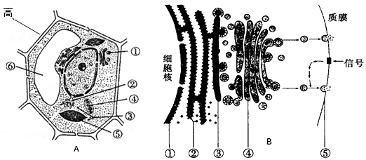 a图为某植物细胞的亚显微结构模式图,b图示某动物细胞分泌蛋白合成和