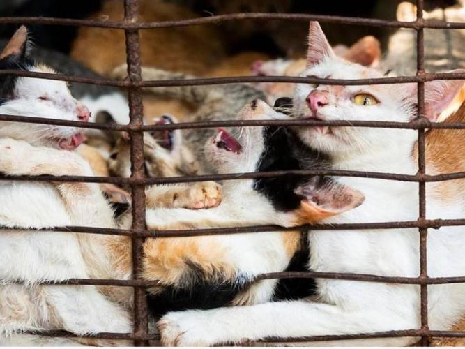 越南猫肉市场年杀百万猫