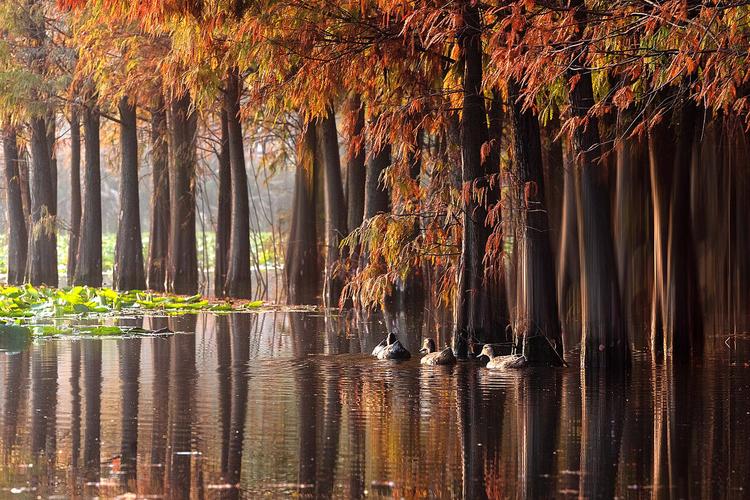 厦门园博园内,落羽杉红了