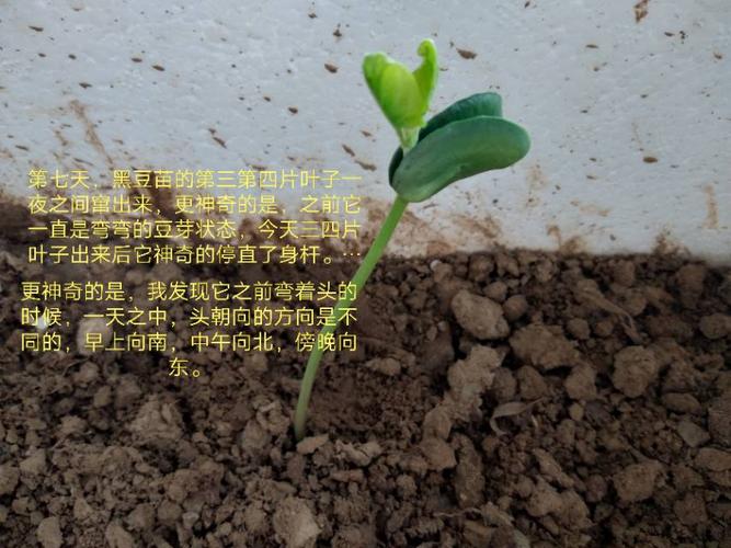 第七天的黑豆已经直起了头,三四片叶子也已长出,黑豆一直保持领先水平