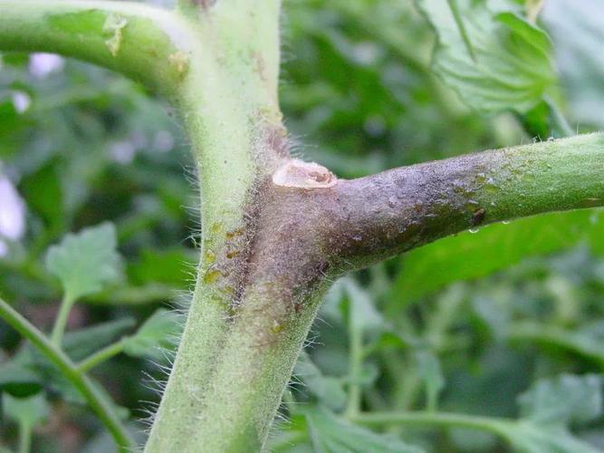 番茄晚疫病,也叫"黑秆",怎么预防与救治?