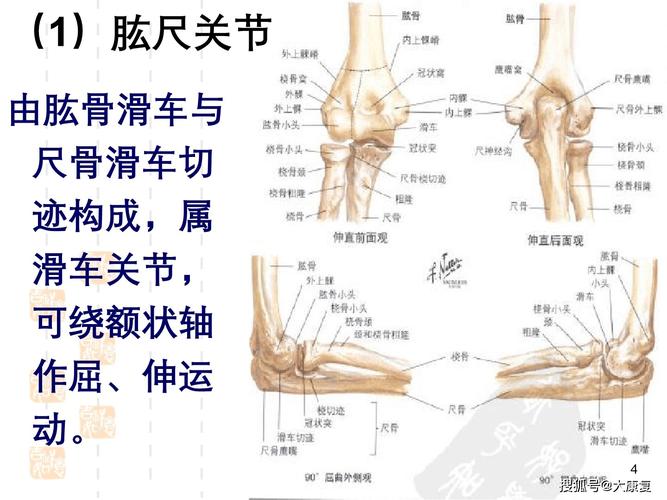 肘关节运动学