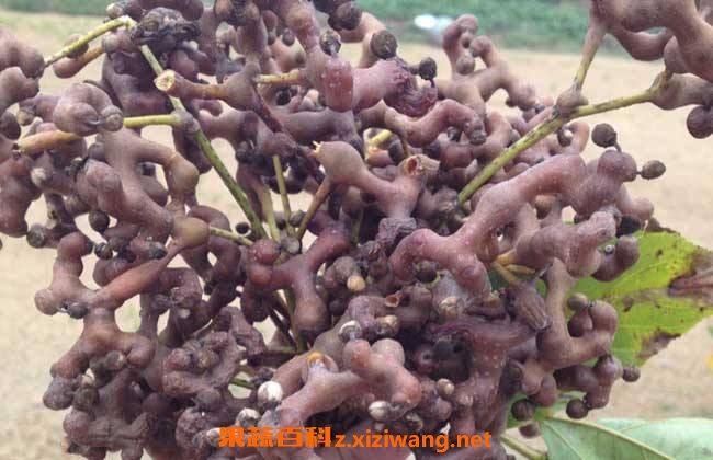 鸡爪梨泡酒有什么功效 鸡爪梨泡酒的功效与作用_水果