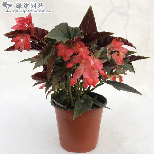 海棠花龙翅盆栽竹节秋海棠玻璃海棠四季开花绿植花卉