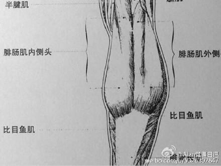 一:小腿的肌肉组成 小腿 主要由后侧腓肠肌内外侧头,内外侧比目鱼肌和