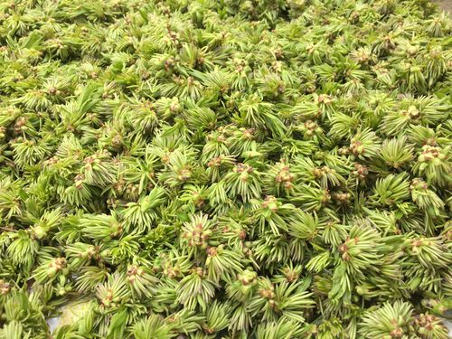 杜仲雄花预售新鲜无现货每年4月1到4月15号供应花期短