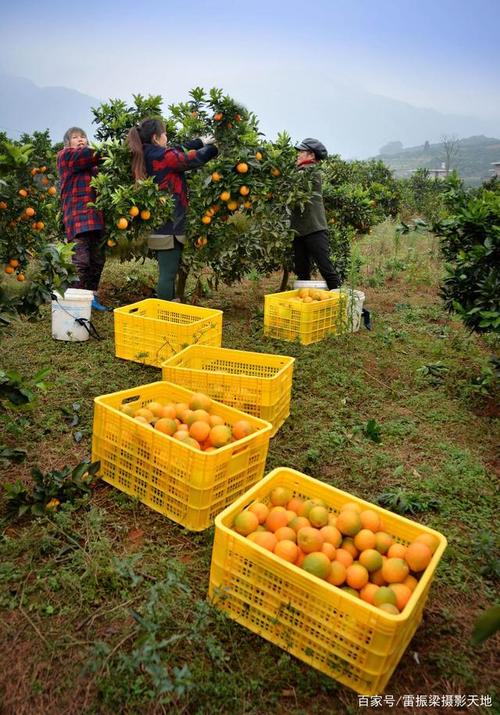 新宁脐橙,黄金果金黄采摘购销正当时