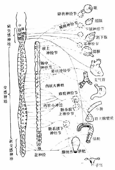 第五章 传出神经系统药理概论