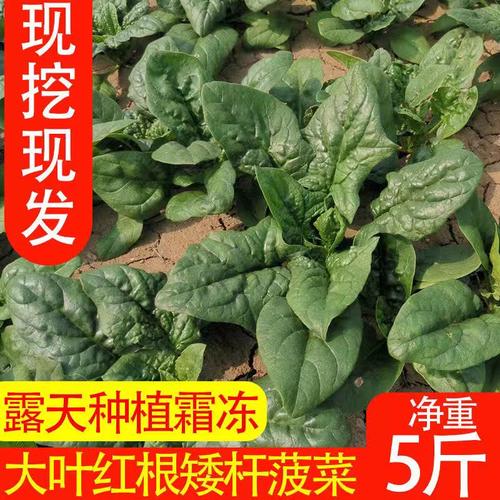 陕西红根菠菜新鲜蔬菜青菜现挖大叶农家菠菜矮杆冬季5斤包邮生菜