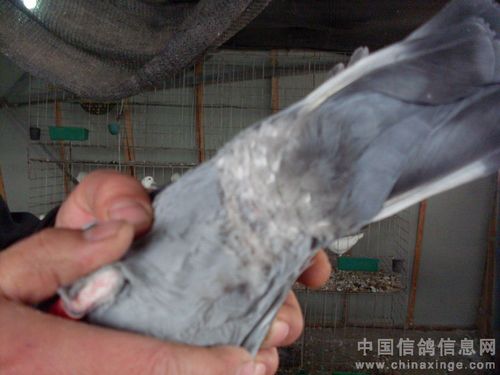 剪过肛门羽毛的鸽子.正面